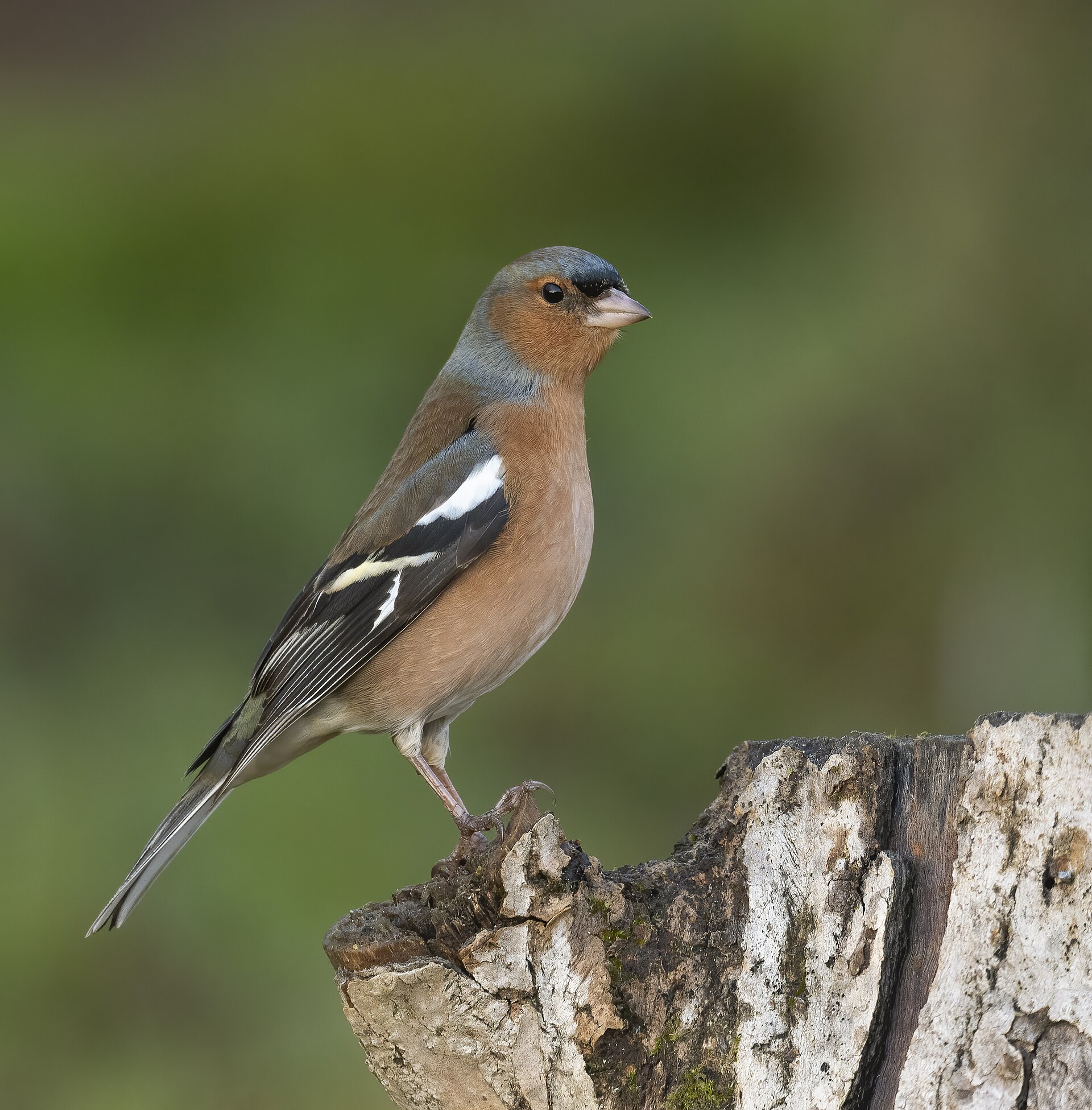 Common Chaffinch